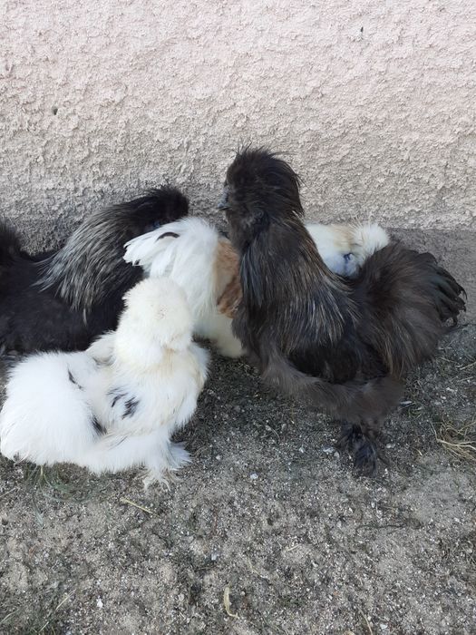 Sprzedam Kury silki 150zl