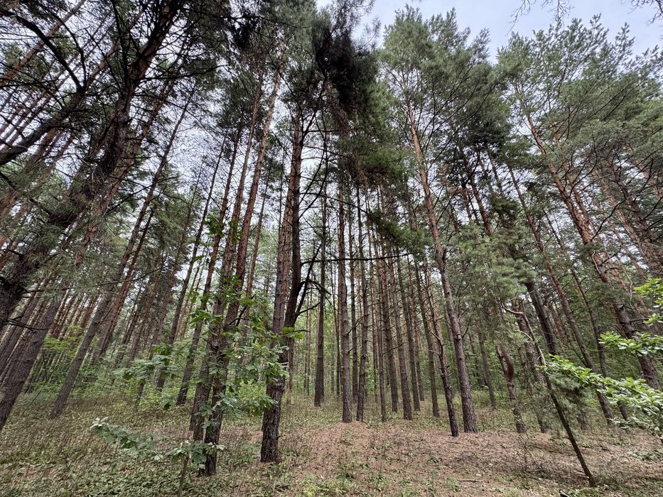 Продаж ділянки від 40 соток до 10Га. с. Ясногородка Киівська область