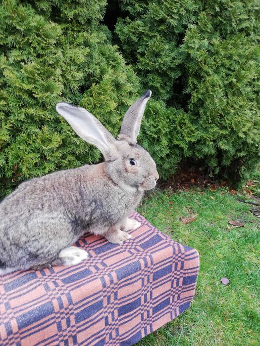 Królik belg szynszylowaty