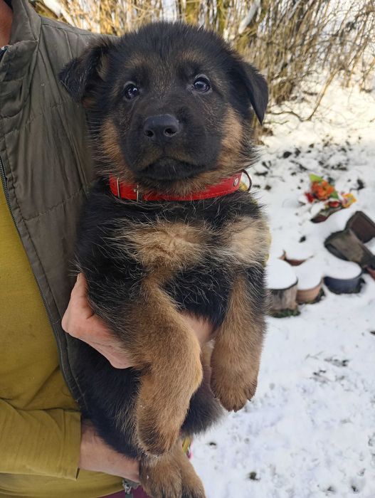 Owczarek Niemiecki SZCZENIAK