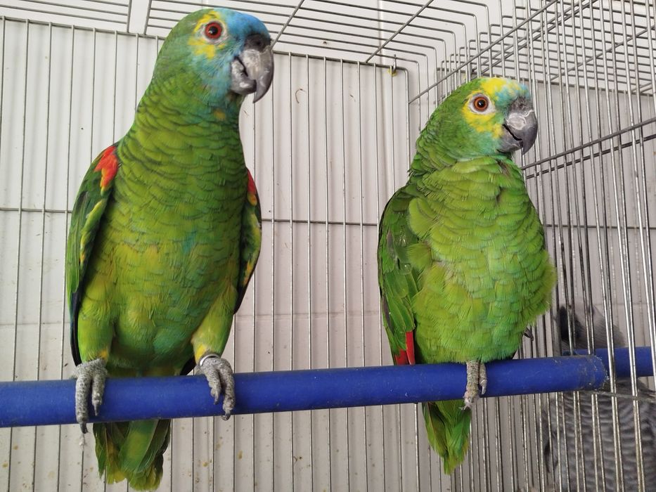 Casal amazonas aestiva