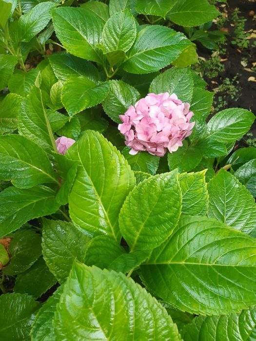Продам  гортензия садовая розовая