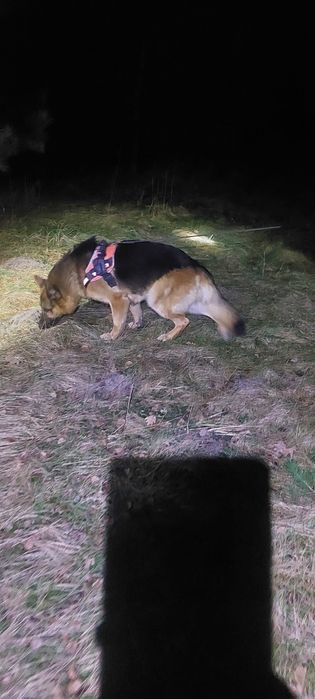 Grypa Poszukiwawczo-Ratownicza