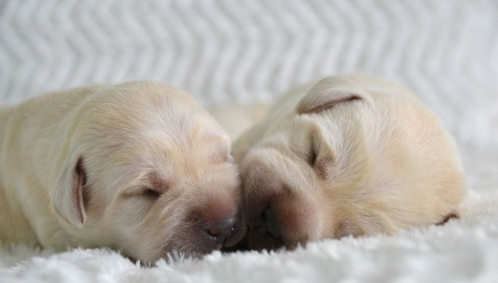 Cudowny szczeniak Labrador Retriever