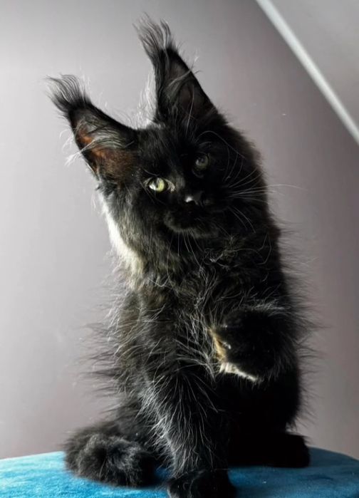 Vip Maine coon Кошенята