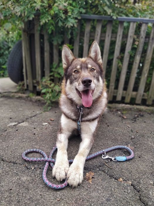 Кінолог Київ Дресирування Собак