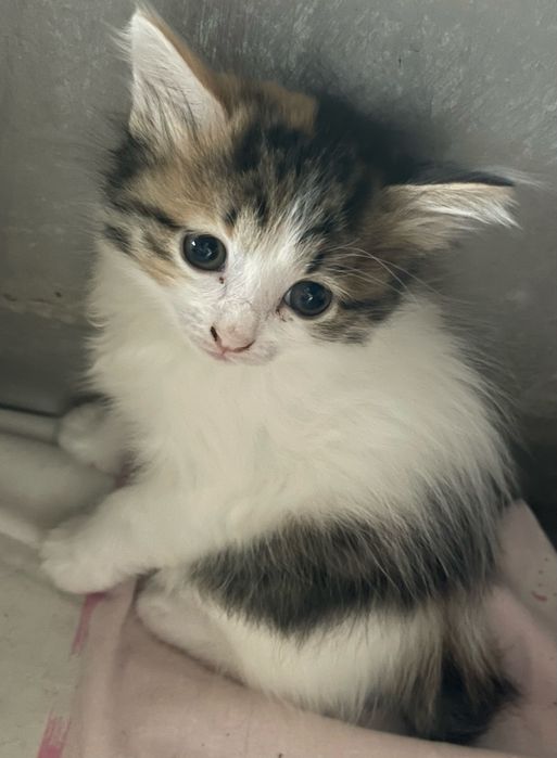 Кошенята Курильский бобтейл