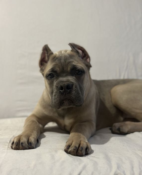 Кане-Корсо Дівчинка ( Форментіно )