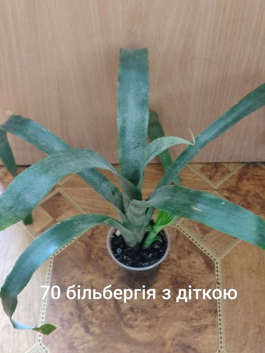 Продам домашні вазони місто Хмельницький