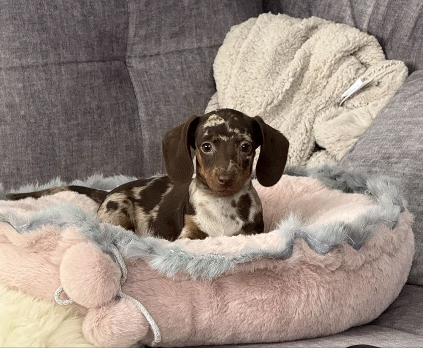 Jamnik miniaturowy piesek czekoladowy merle