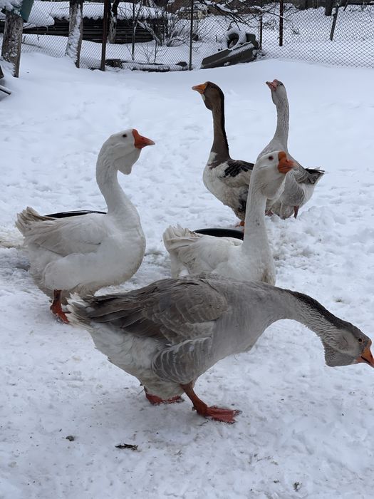 Продам гусей на розвід