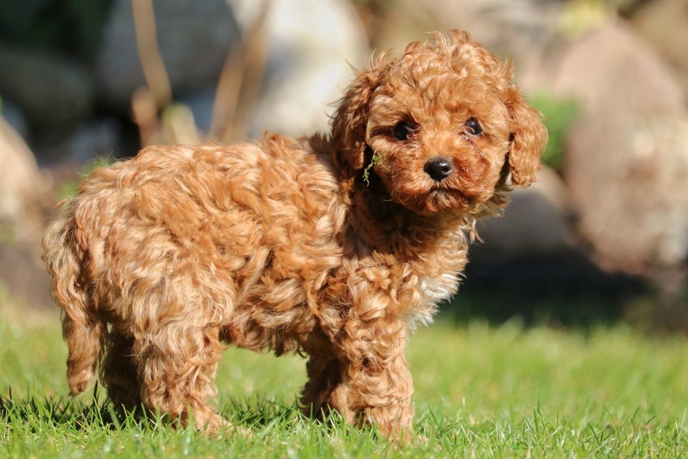 Przepiękna sunia pudel Toy