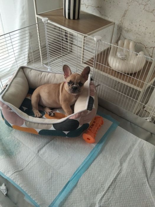 Buldogue francês bebe lindo