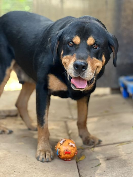 Rottie Chouriço, para adoção