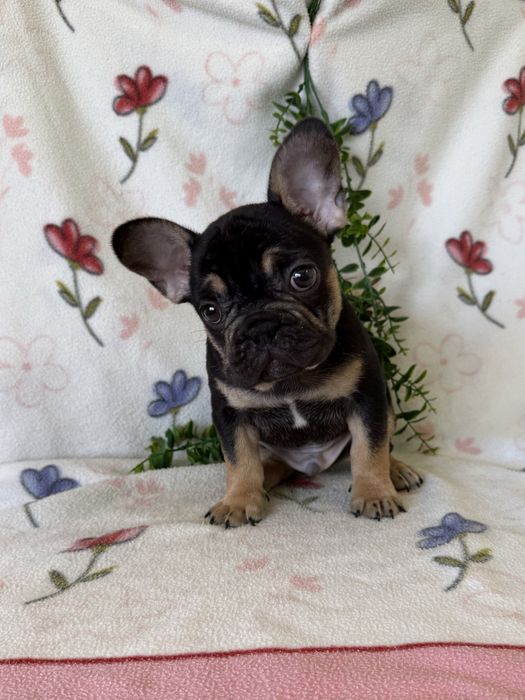 Excelente Bulldog/Bouledogue Francês de Qualidade