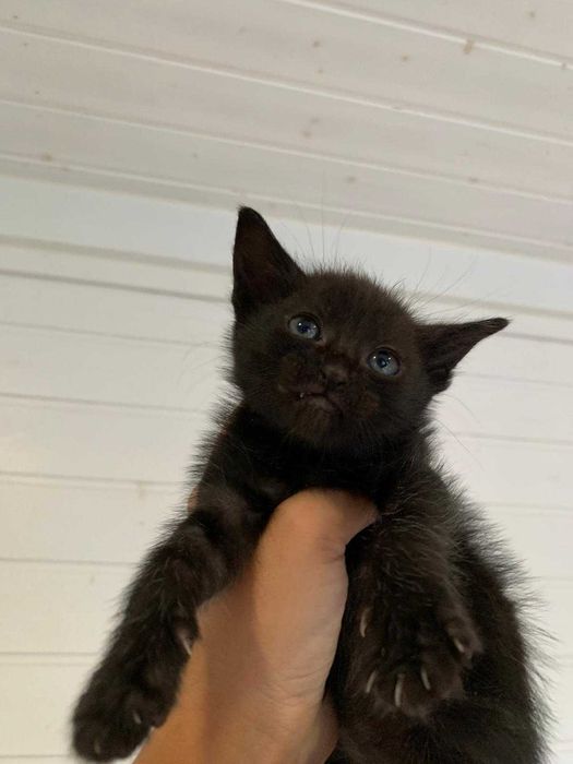 gatinhos pretos meigos