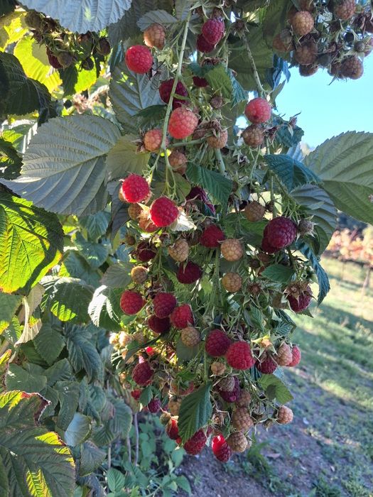 Framboesas - rubus idaeus