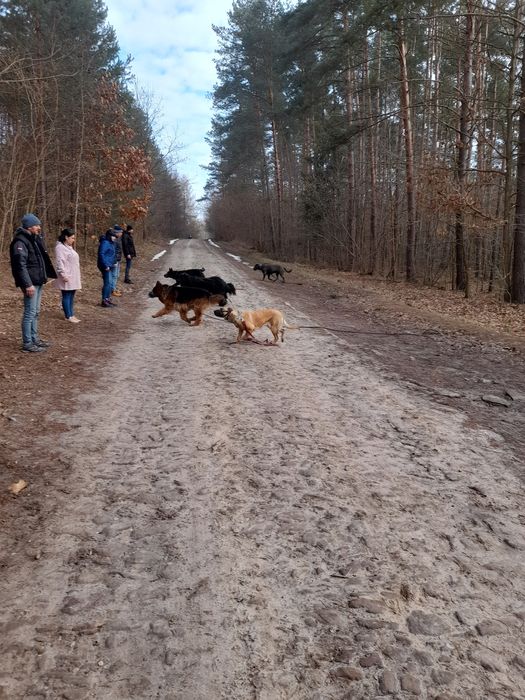Szkolenie psów masz problem  zdzwoń