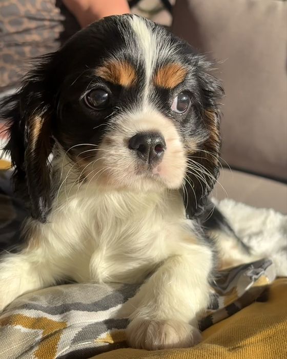 Cavalier King Charles Spaniel -suczka ZKwP