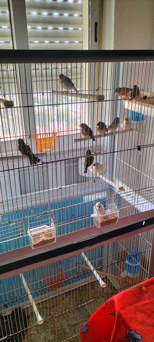 Passarinhos Exóticos