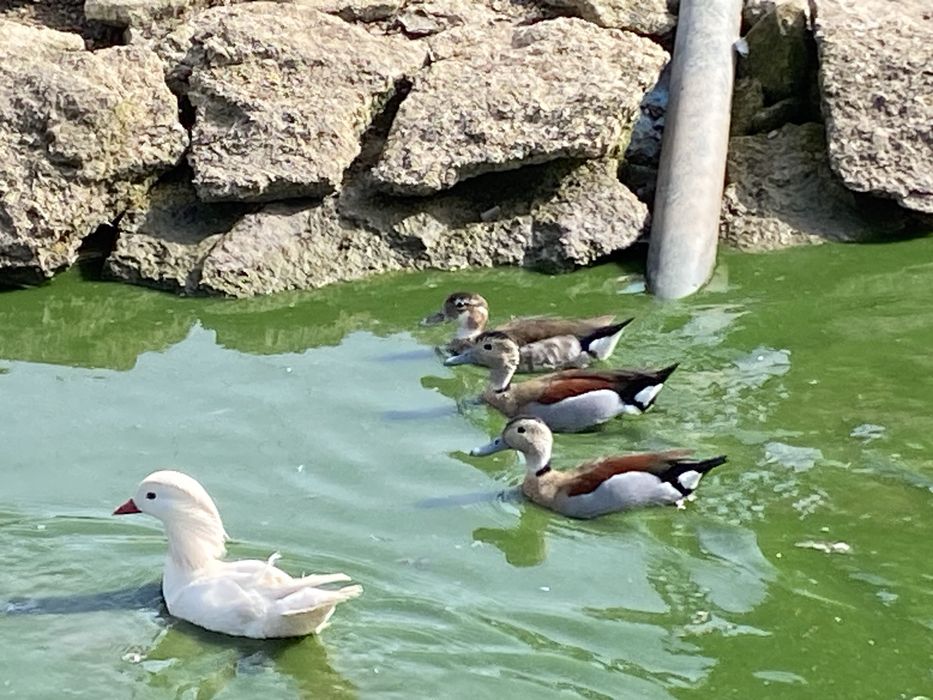 Cyraneczki czerwonoramienne kaczki ozdobne samce