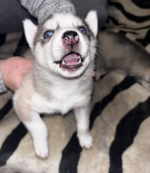 Красивые щенки хаски