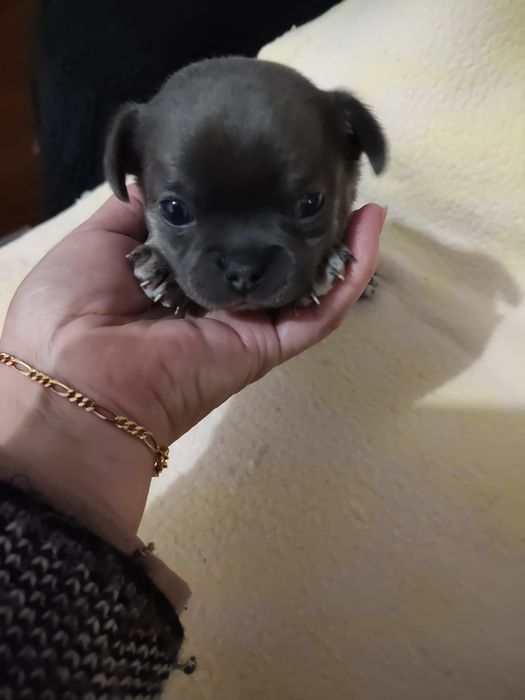 Chihuahua menino
