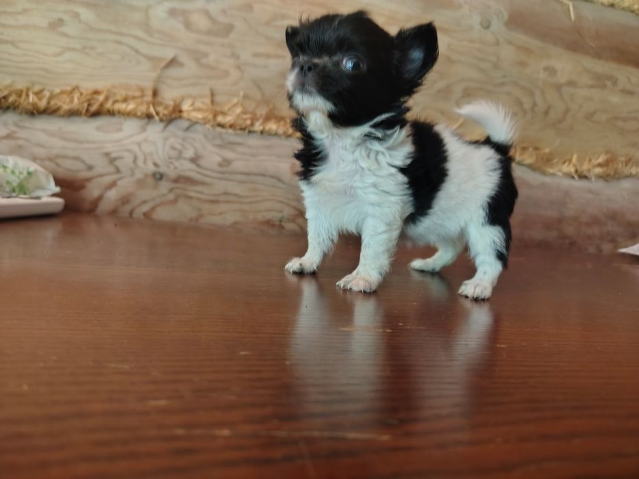 Chihuahua, sunia, mini suczka, maleńka sunia