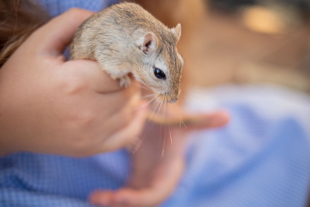 Домашние декоративные мыши, мышки