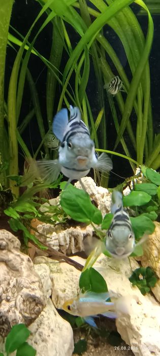 Pielęgnice Papuzie Blue Tiger