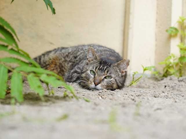 Point - trójłapy anioł w kocim futerku