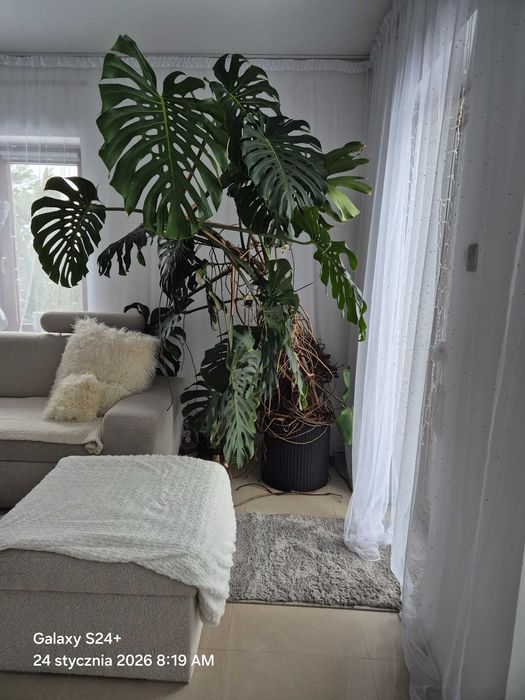 Monstera roślina mega duża