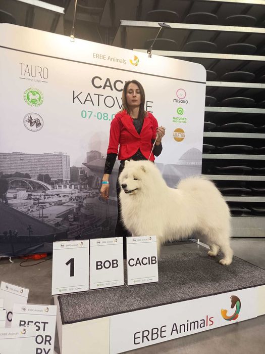Samoyed FCI- ZKwP planowanie miotu