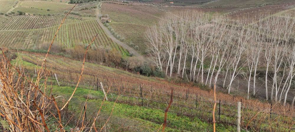 Terreno com vinha - Favaios / Douro