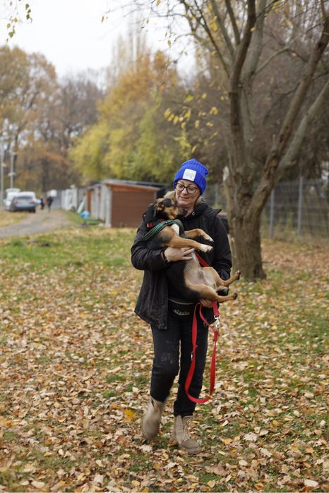 4-letni pies do adopcji