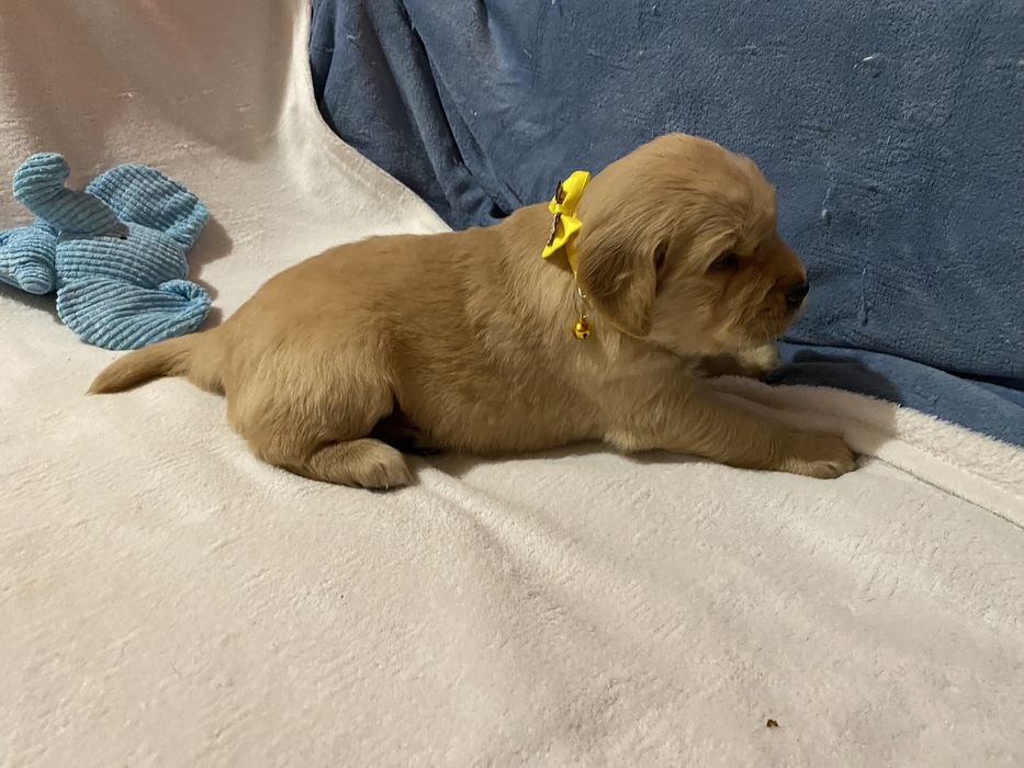 Złoty szczeniak Golden Retriever