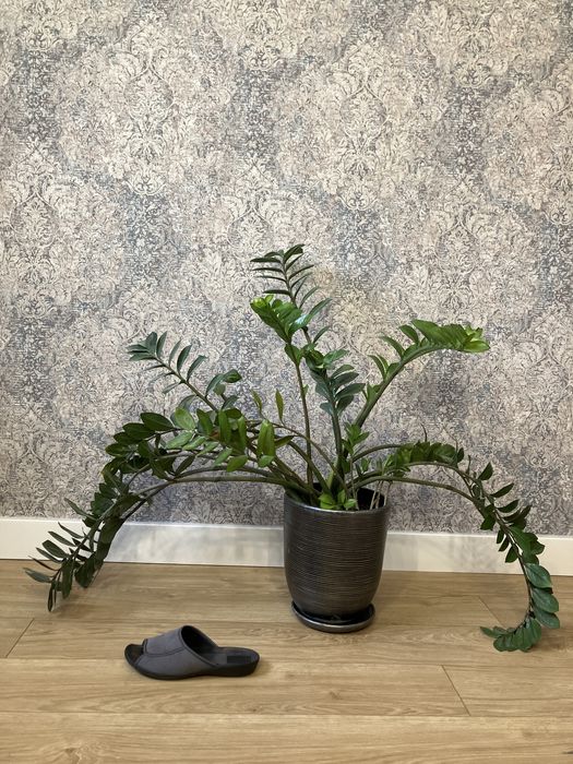 zamiokulkas i skrzydłokiwat