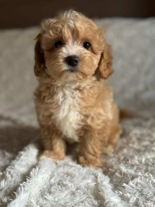 Maltipoo śliczny szczeniaczek