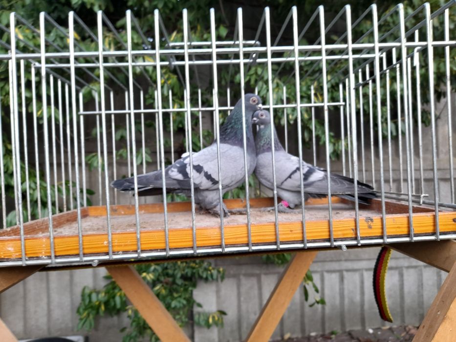 Blauwindry Siwki Staluchy Łapciate