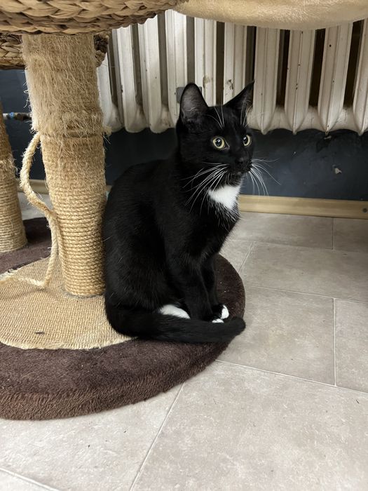 Kokosanka 9 miesieczna kotka