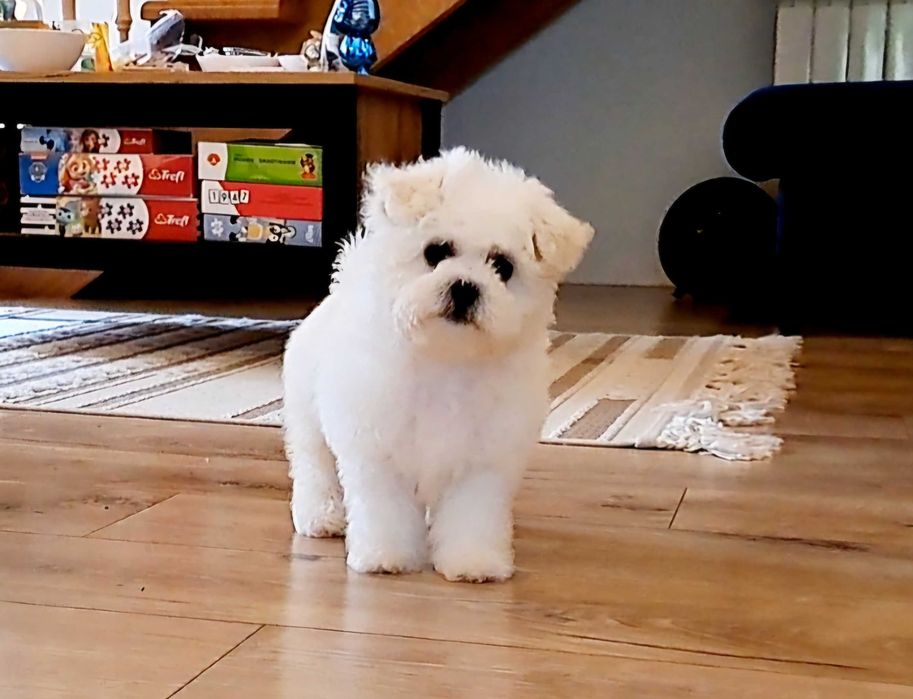 Bichon Frise Suczka