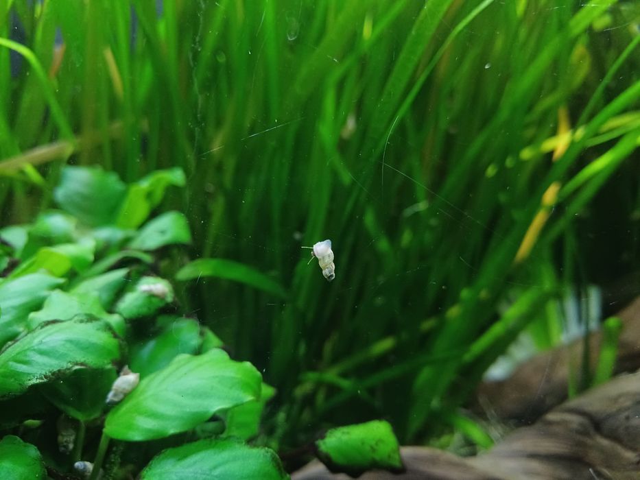 Caracóis aquário agua doce