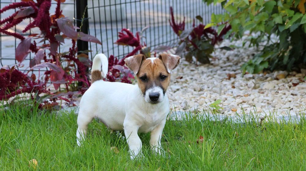 Piesek JJ -Jack Russell Terrier z wzorcowej hodowli "BREFIO"- 2x zaszczepiony