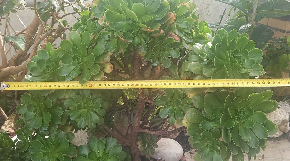 Aeonium- planta- jardim