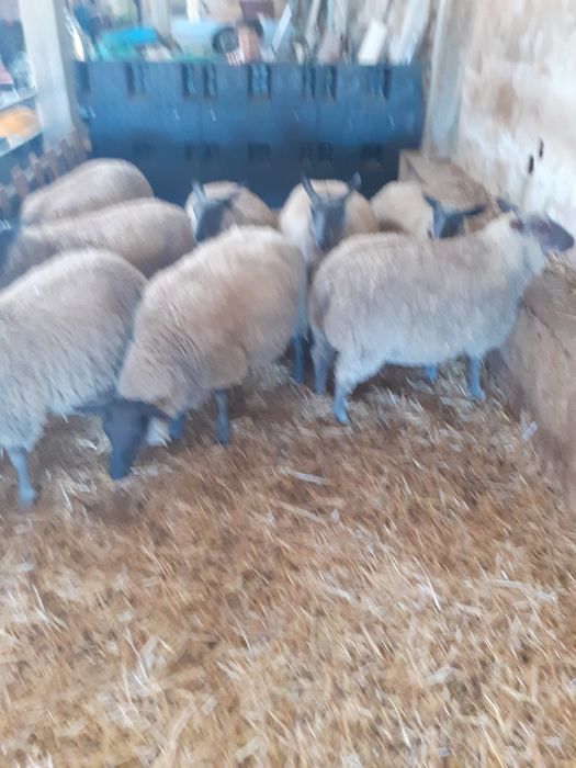 Borregos raça francesa Bleu Domaine