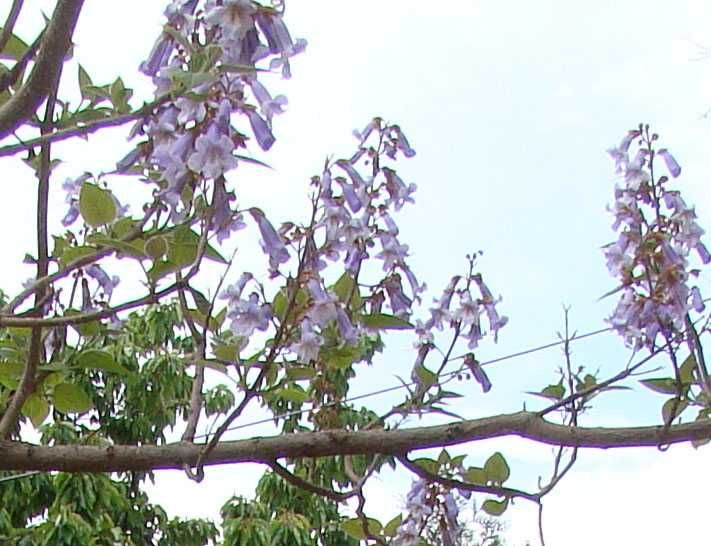 Paulownia nasiona 1000szt. Cesarskie drzewo + gratis do każdego zakupu