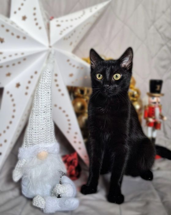 Cudowny Maciuś do adopcji!