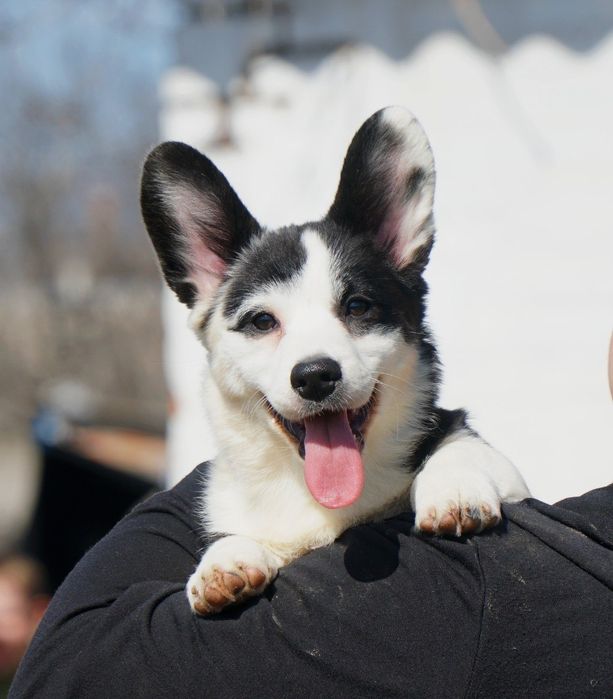 Вільна  дівчинка
