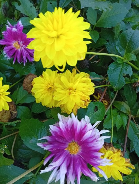 Mix Dalia ,georginia