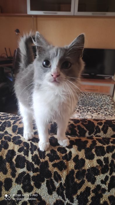 Віддам в добрі руки кошенят